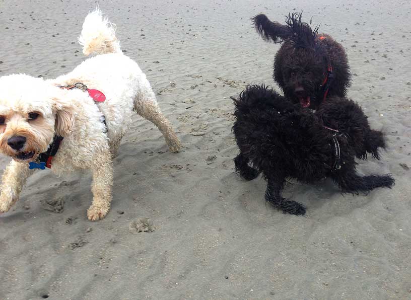 Jack-winnie-Betty-playtime-280314