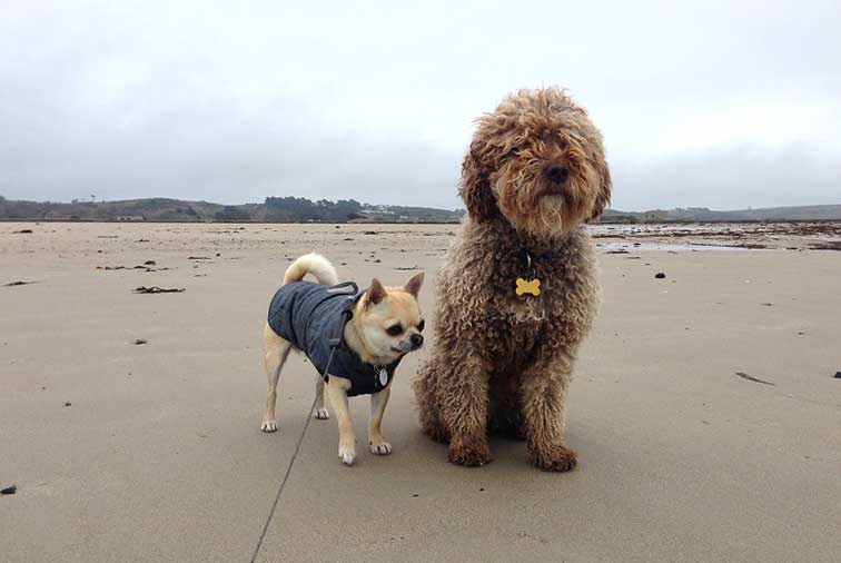 Rolo-Ella-St-ouens-170341