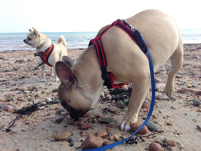 Rolo-and-Gizmo-Gorey-Jersey-270314