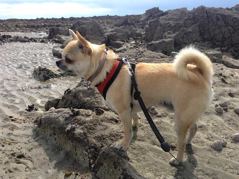 Rolo-on-beach-280314