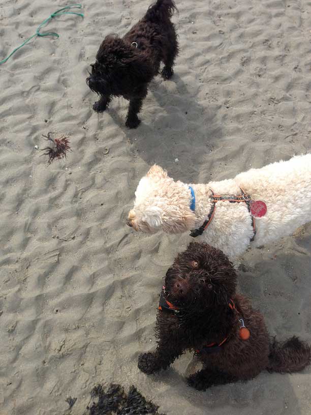 Winnie-Jack-Betty-280314