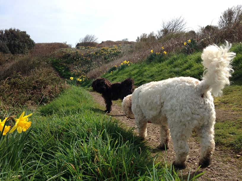 Winnie-and-jack-dogs-190314