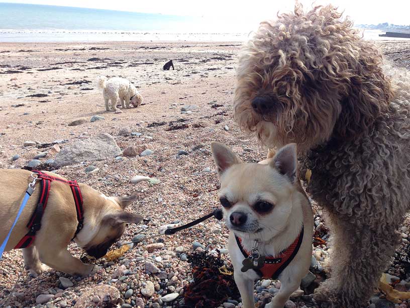 curly-crew-Gorey-jersey-270314