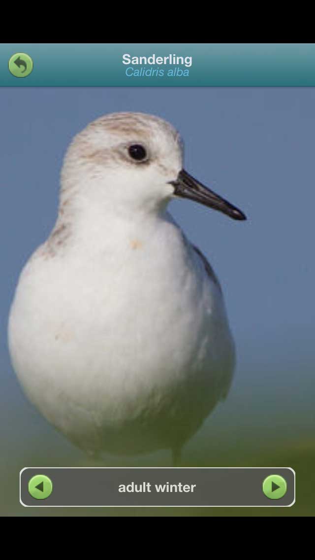 sanderling-winter