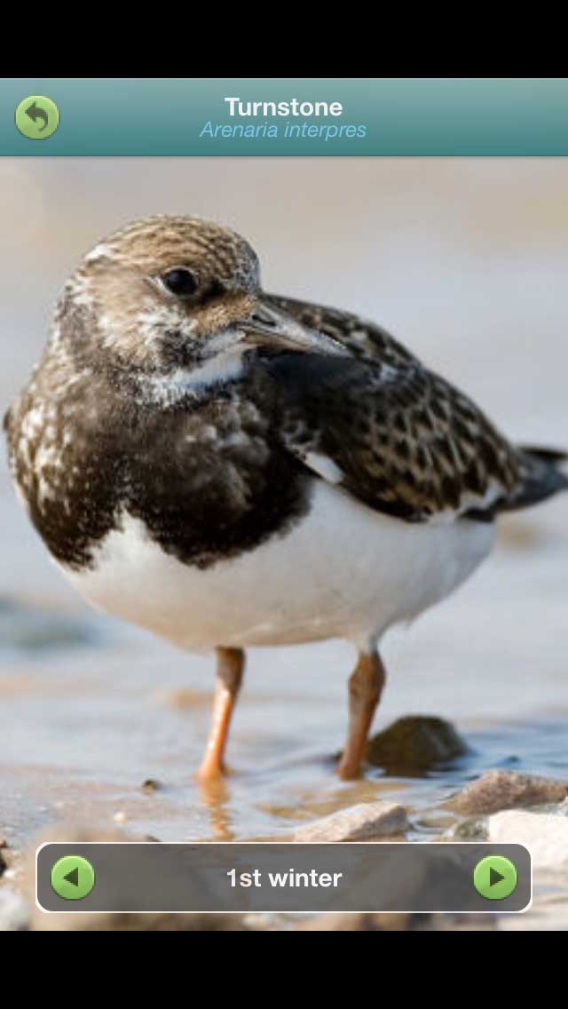 turnstone