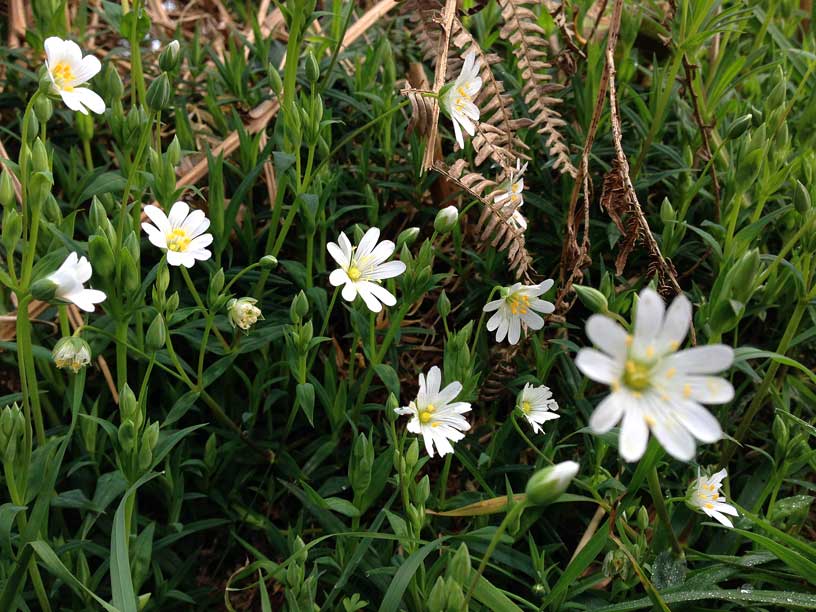 white-flowers-Rozel-Jersey-190314