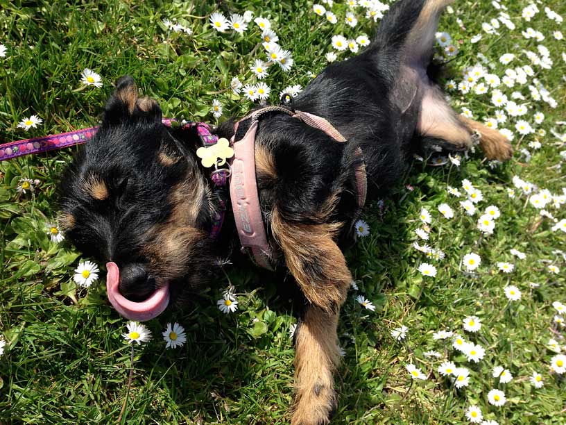 Bella-daseis-toung-licking-310314