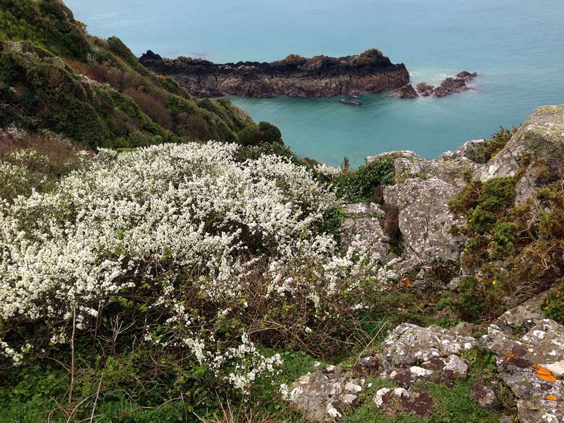 Egypt-blackthone-blooming-Jersey-020414