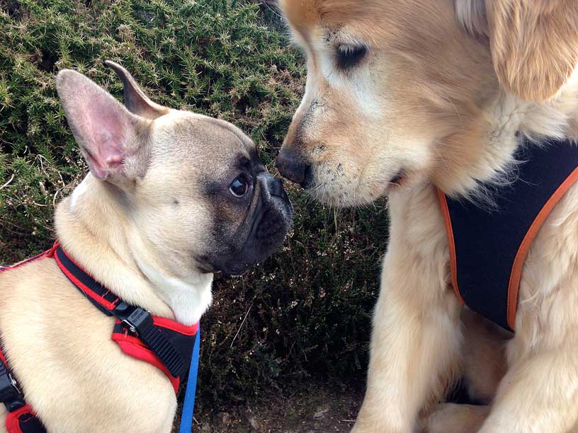 Gizmo-Taka-nose-to-nose-310314