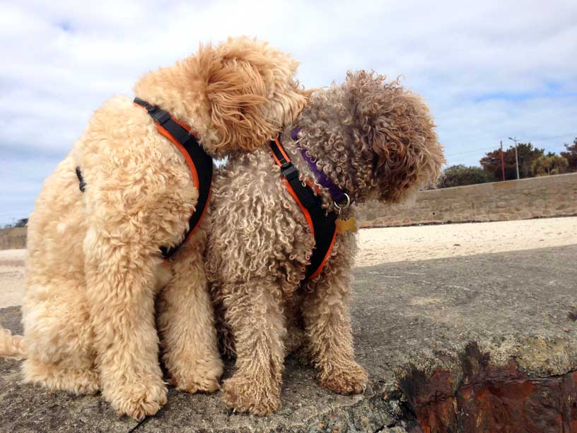 Goldie-Ella-bonding-060414