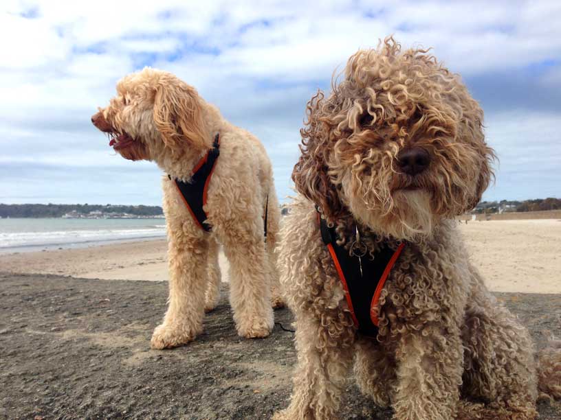 Goldie-Ella-on-beach-Jersey-060414