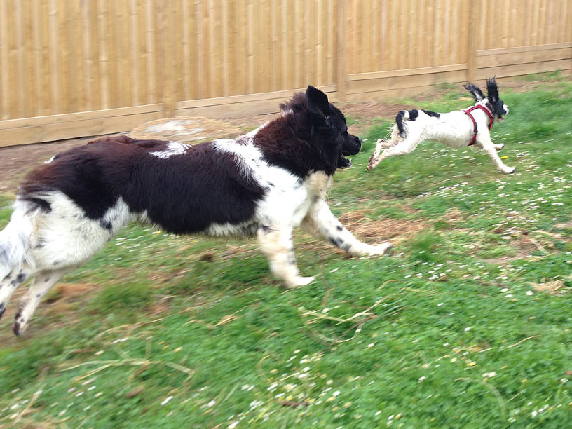 Bella-and-Maisie-chasing-Jersey-200514