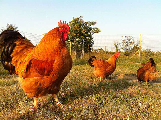 NHR_Chickens_eco-hen_jersey