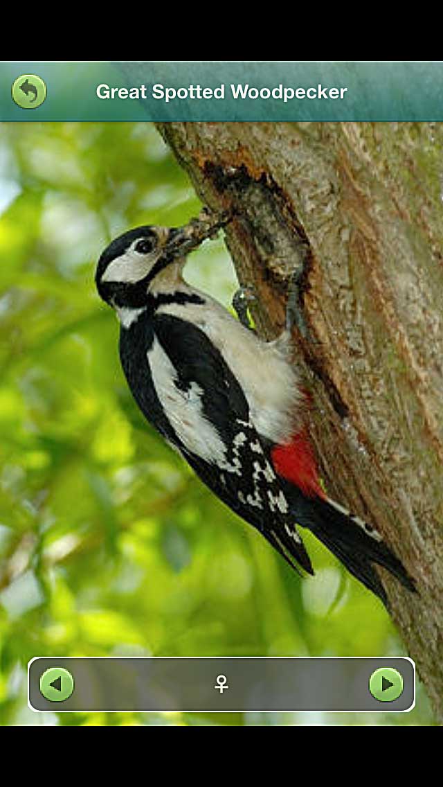 Woodpecker-wolf-lair-jersey