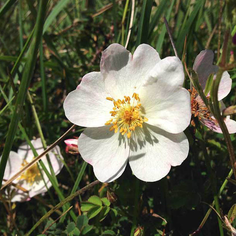 burnett-rose-sand-dunes-jersey-070514