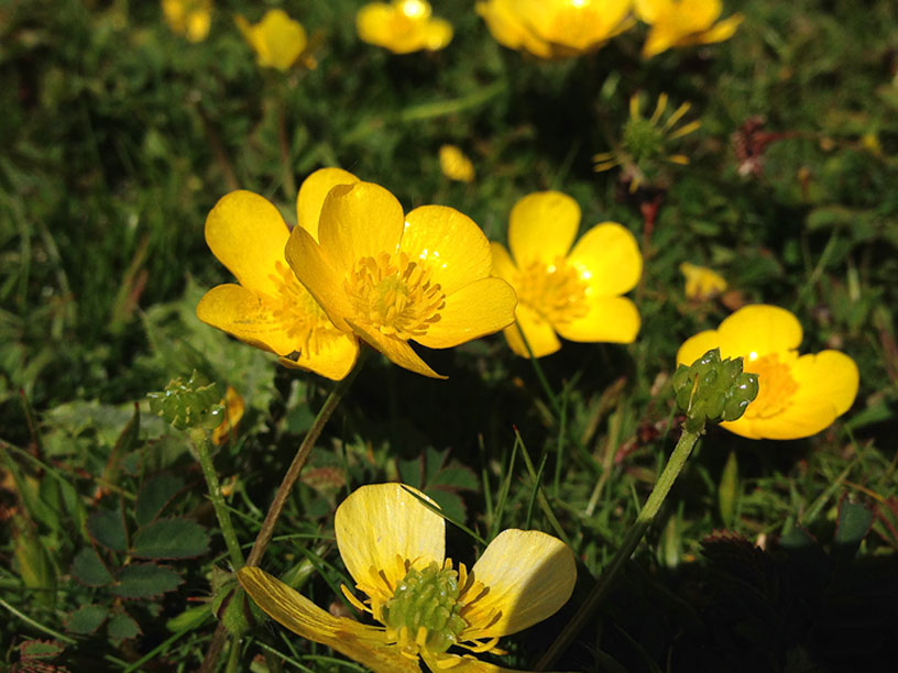 buttercups_sand-dunes-jersey-070514