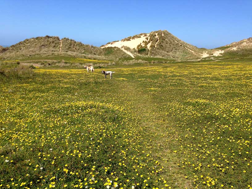 buttercups_taka_ela_sand-dunes-jersey-0705014