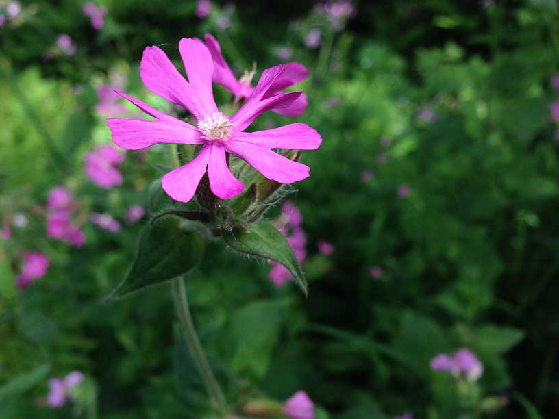 closeup-red-campion-jersey-120514