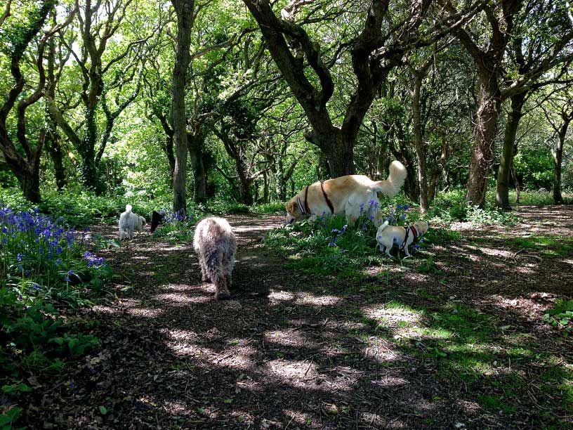 crew-setting-out-in-woods-to-wolf-lair-jersey-120514