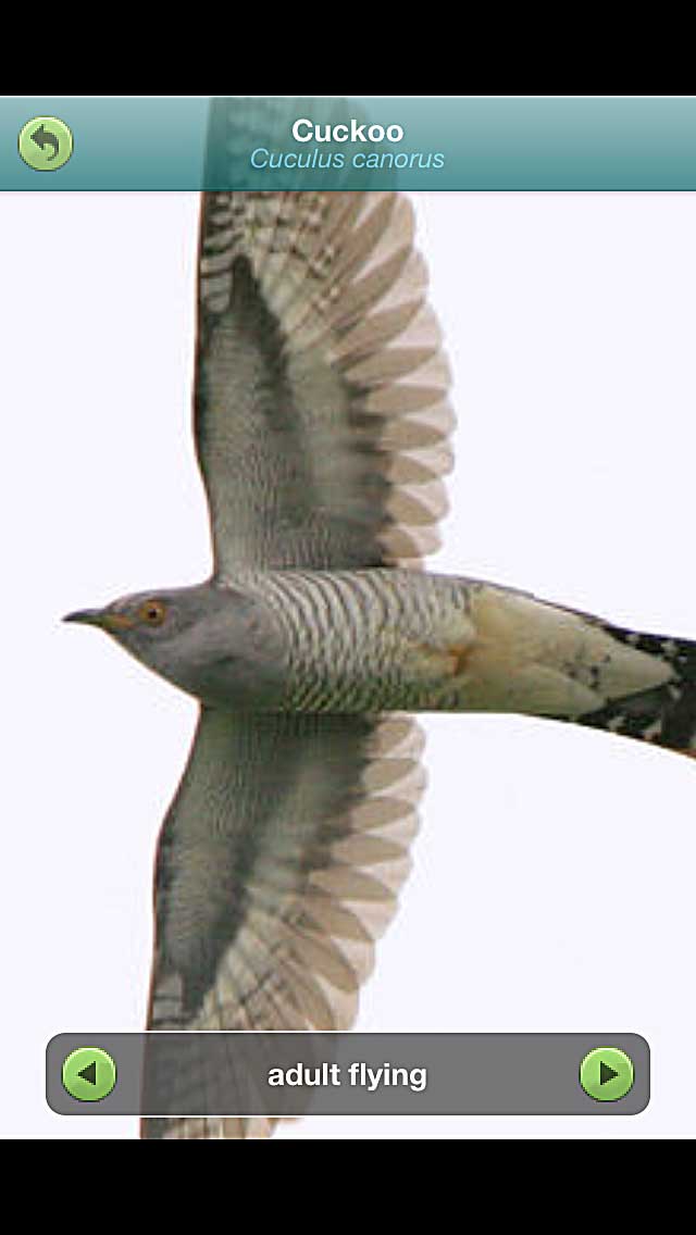 cuckoo-wolfs-lair-jersey