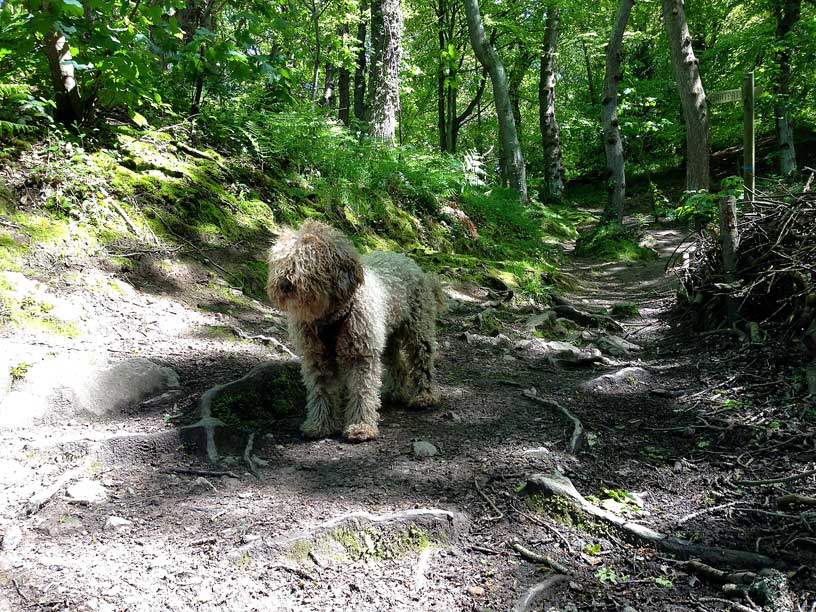 ella-wolf-lair-jersey-dog-walks-120514