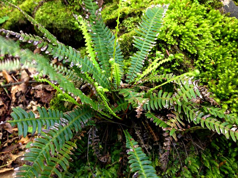 fern-wolf-lair-jersey-dog-walks-120514