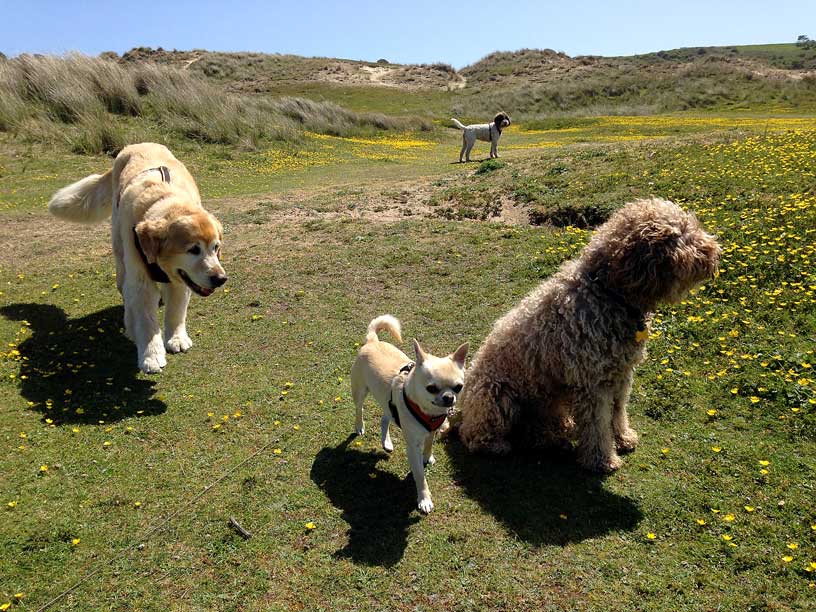 full-crew-sand-dunes-jersey-070514