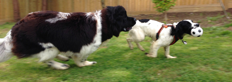 full_flight_bella_maisie_jersey_270514