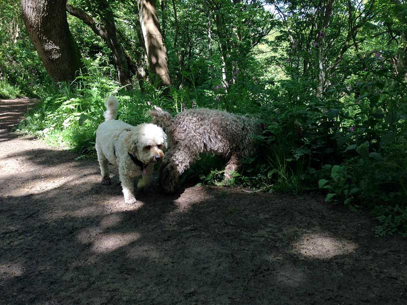 jack-ella-wolf-lair-jersey-dog-walks-120514