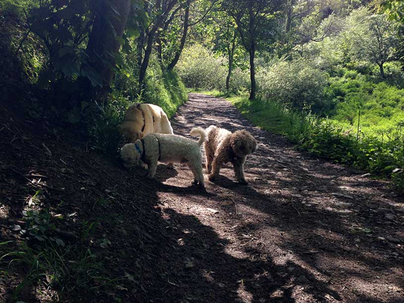 jack-taka-ella-sniffing-wolf-lair-jersey-120514