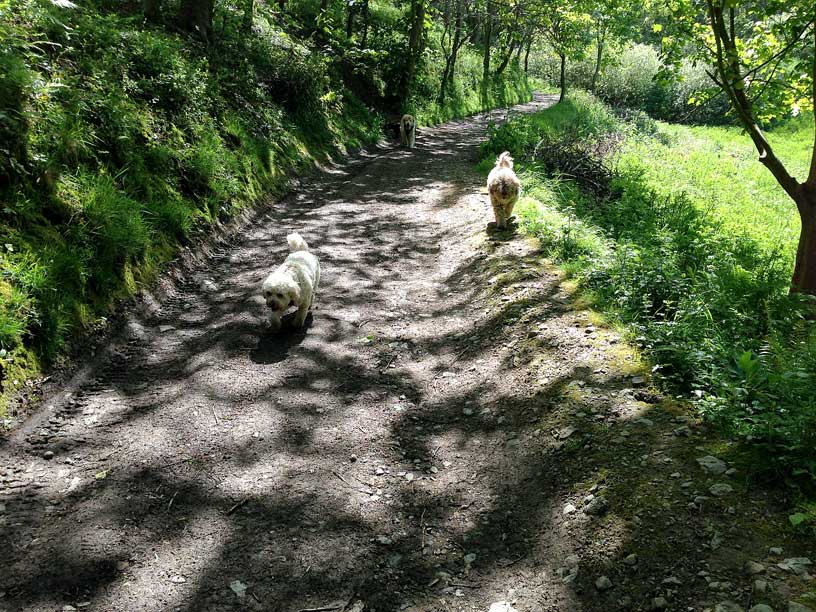 jack-taka-ella-wolf-lair-jersey-dog-walks-120514