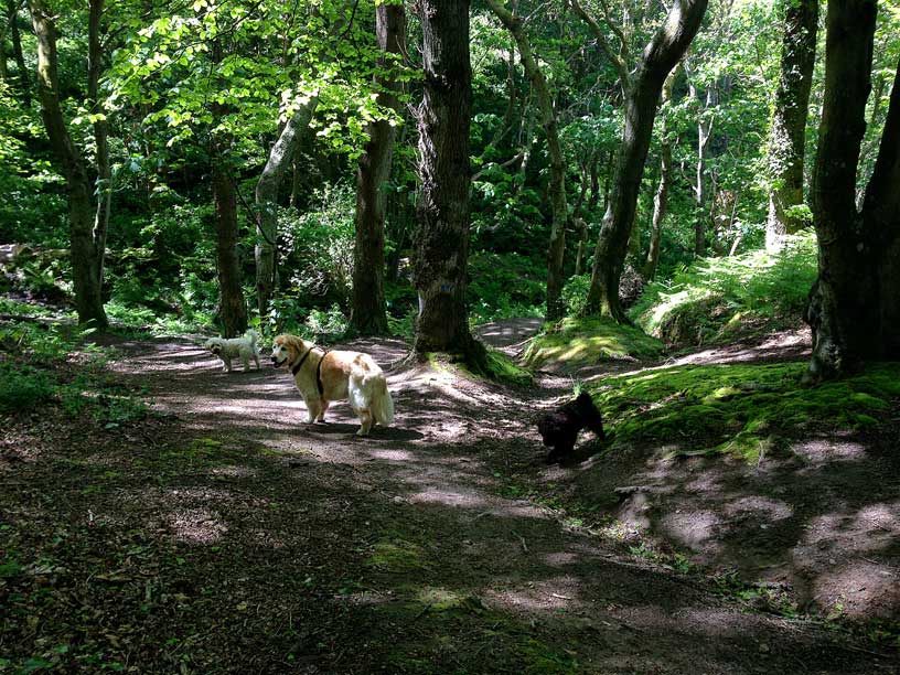 jack-taka-winnie-in-woods-wolf-lair-jersey-120514