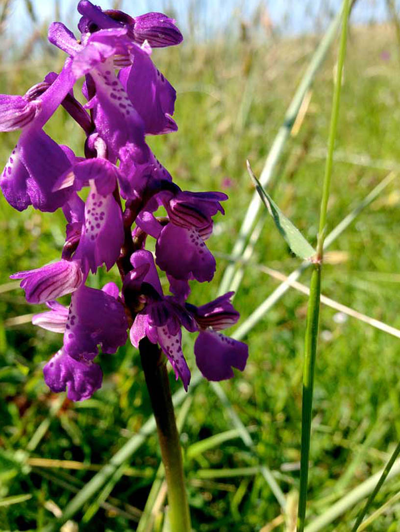 orchid-sand-dunes-jersey-070514