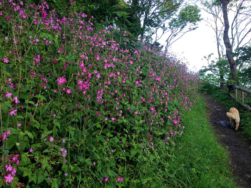red-campion-wolf-lair-jersey-dog-walks-120514
