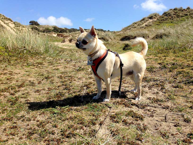 rolo-snad-dunes-Jersey-070514
