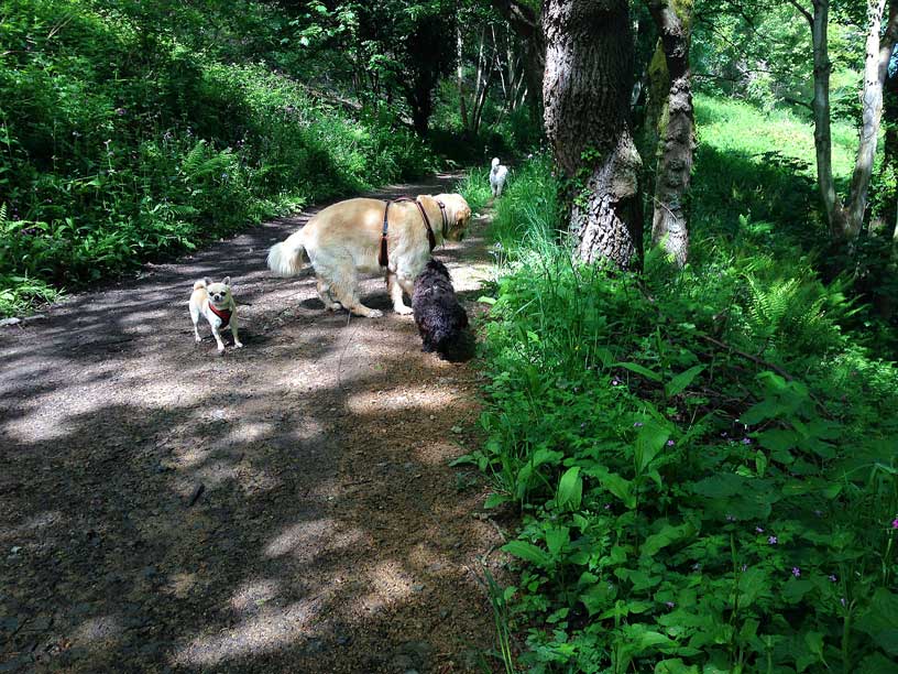 rolo-taka-winnie-jack-wolf-lair-120514