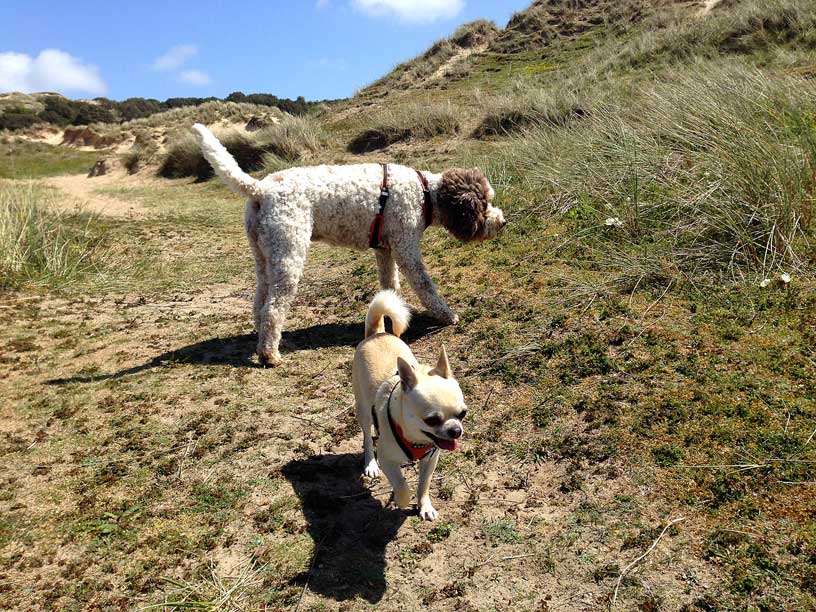 rolo_ela_sand_dune_jersey_070514