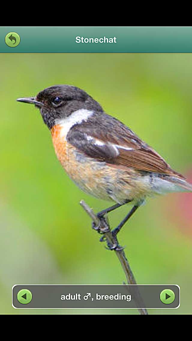 stonechat_sand_dunes_jersey_070514
