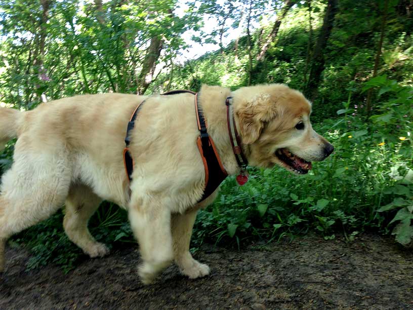 taka-wolf-lair-jersey-dog-walks-120514