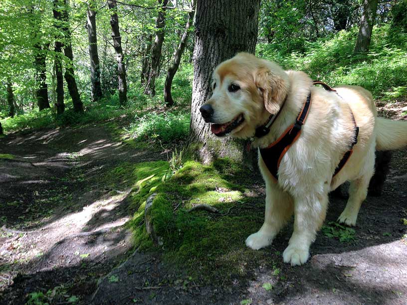 taka-wolf-lair-woodland-jersey-120514