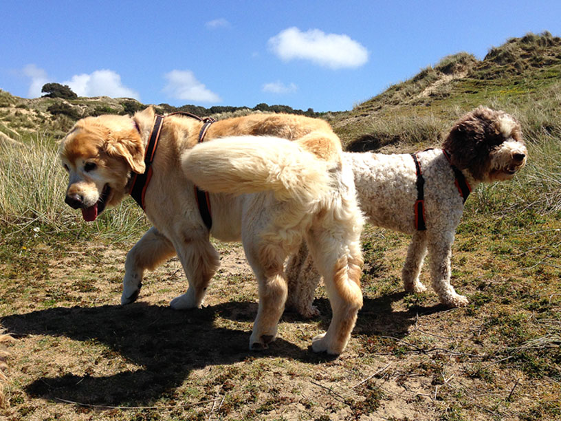 taka_ela_sand_dunes_jersey_070514