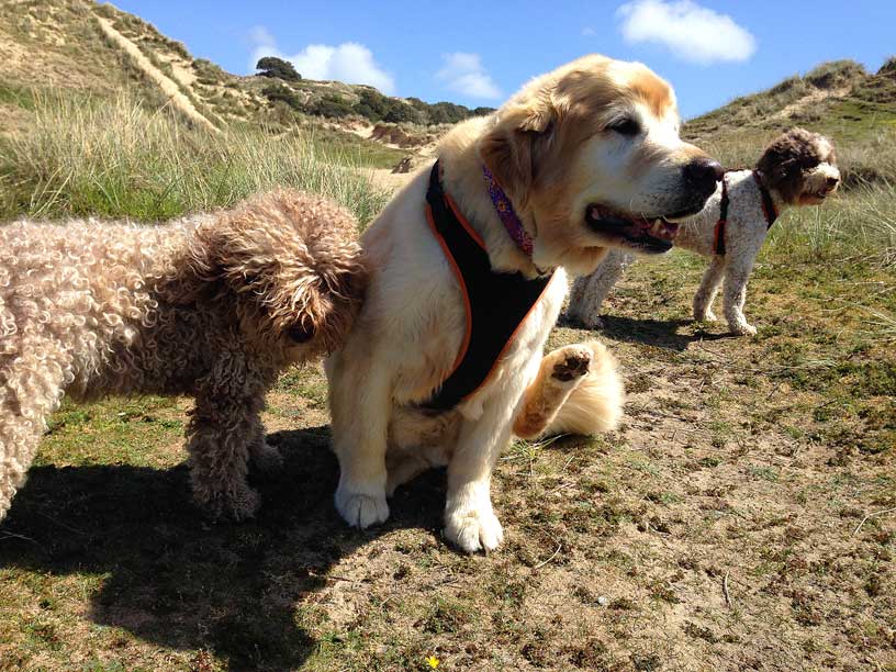 too_hot_dogs_sand_dunes_jersey_070514