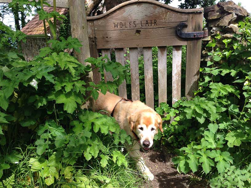 wolfs_lair_jersey-dog-walks-120514