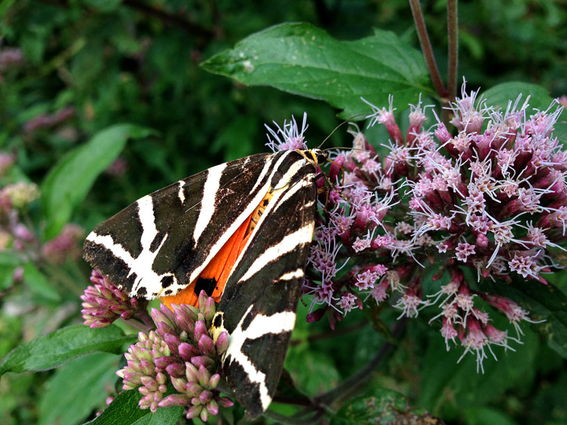 jersey_tiger_moth_130814