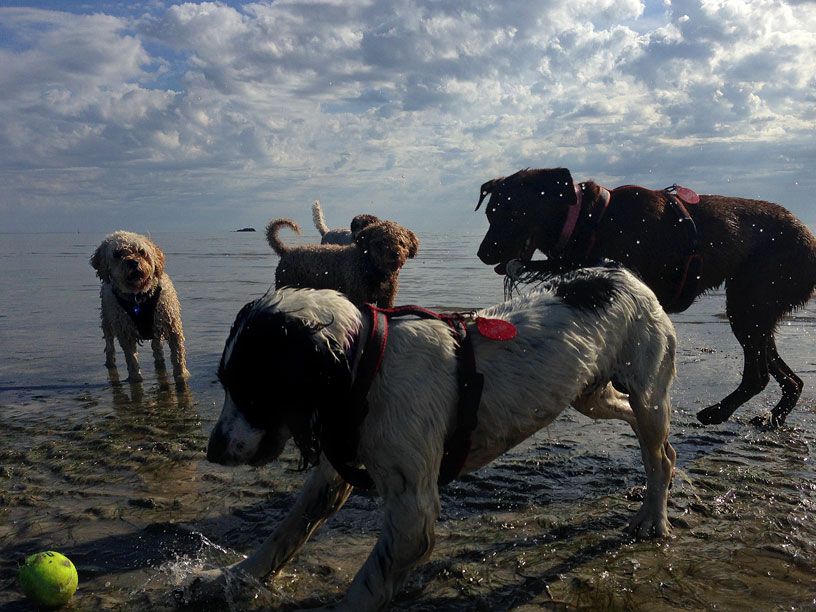 ball_crazy_crew_jersey_190914