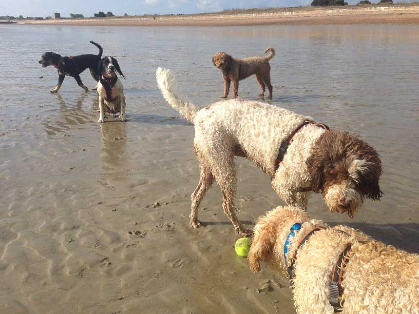 crew_chasing_ball_jersey_dog_walks_220914