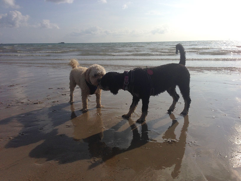 hi_jack_naida_greeting_jersey_dog_walks_220914