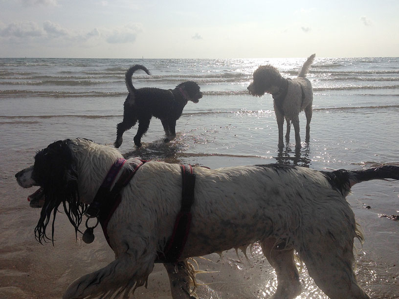maisie_ella_naida_mixing_it_jersey_dog_walks_220914