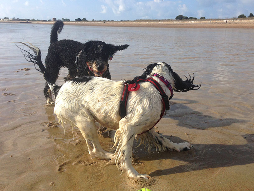 maisie_naida_man_to_man_jersey_dog_walks_220914