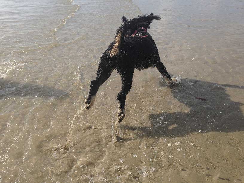 naida_from_behind_jersey_dog_walks_220914